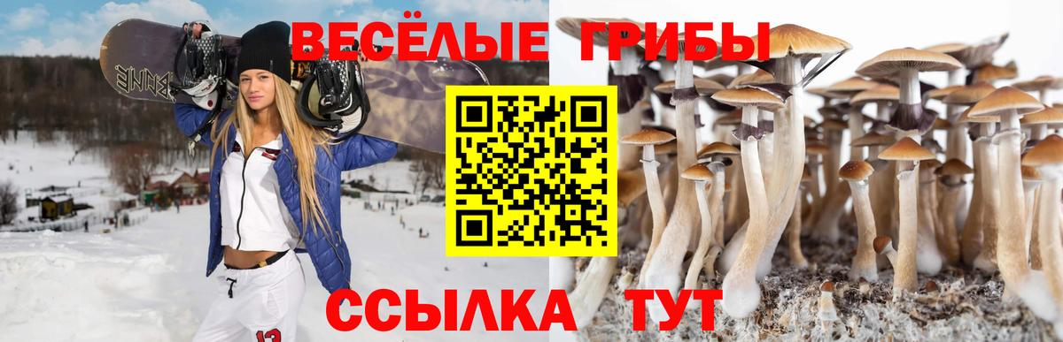 Псилоцибиновые грибы прущие грибы Мурманск
